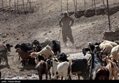 122 رأس احشام قبل خروج از کشور کشف شد