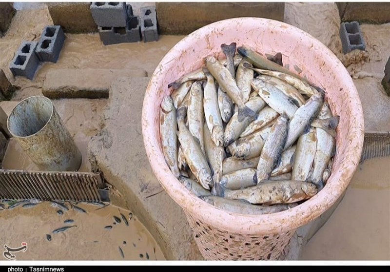 سیل , 