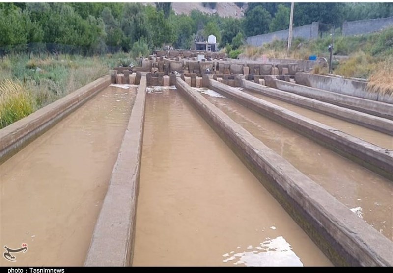 سیل , 