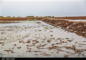 رهاسازی آب در سوسنگرد