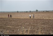 در مسیر سوسنگرد به بستان هنوز آب مورد نیاز به آن مناطق نرسیده و کشاورزان و دامداران همچنان منتظر رهاسازی بیشتری هستند