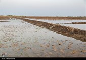 رهاسازی آب بصورت موقت صورت گرفته و در جاهایی کشاورزان حاشیه سوسنگرد توانستند به آب دسترسی پیدا کنند