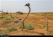 از سه روز گذشته میزان خروجی سد کرخه افزایش یافته  که موجب ورود آب به مخازن ورودی تالاب هور العظیم گردید هرچند هنوز بخشهایی از آن در خشکی به سر میبرد