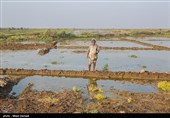 رسیدن آب به دحیماوی و رفیع - خوزستان