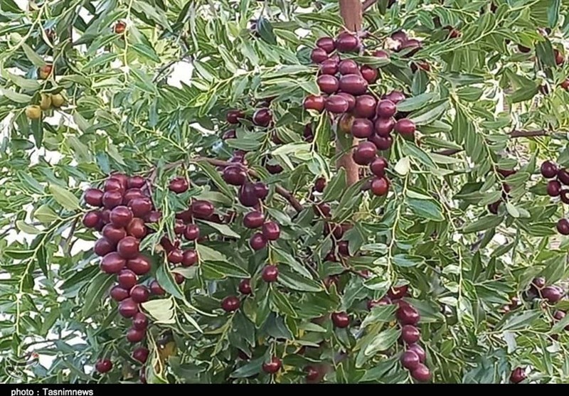 استان لرستان , اخبار استان لرستان , اخبار الیگودرز , نظام مسائل استان لرستان , نظام مسائل استان , 