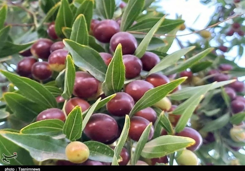 استان لرستان , اخبار استان لرستان , اخبار الیگودرز , نظام مسائل استان لرستان , نظام مسائل استان , 