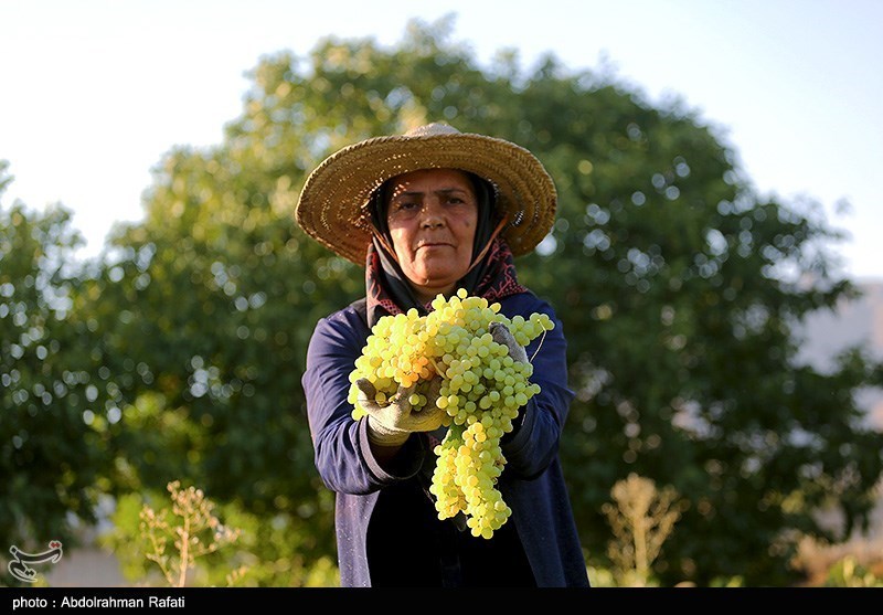 اخبار استان همدان , اخبار ملایر , 
