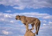 روایت "گیور" از توران؛ جشنواره‌ای برای گردشگری و حفاظت از یوز ایرانی