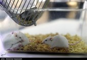 نمایشگاه دستاوردهای جهاد دانشگاهی  1400