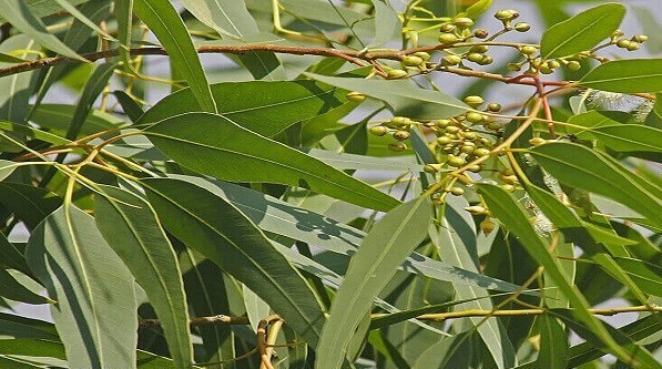 روز درختکاری , پایش و نظارت در محیط زیست ,