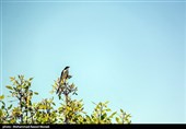 طبیعت کوه گنو بندرعباس