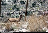 طبیعت کوه گنو بندرعباس