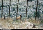 طبیعت کوه گنو بندرعباس