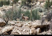 طبیعت کوه گنو بندرعباس