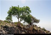 طبیعت کوه گنو بندرعباس