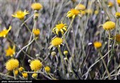 طبیعت کوه گنو بندرعباس