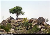 طبیعت کوه گنو بندرعباس