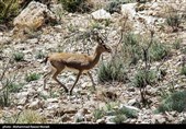 طبیعت کوه گنو بندرعباس