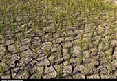 کشاورزی لرستان روی خط بحران/ خشک‌سالی 10 هزار میلیارد‌ خسارت برجای گذاشت