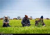 علت تعلل پرابهام "سازمان امور اراضی" در بازپس‌گیری زمین "پتروشیمی میانکاله" چیست!؟