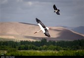 پرنده‌نگری و اکوتوریسم چاره‌ساز نجات "پرندگان مهاجر"