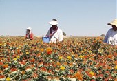 استان اصفهان سرآمد تولید گلرنگ در کشور / دانه‌های روغنی که ارزش  دارویی و صادراتی دارد