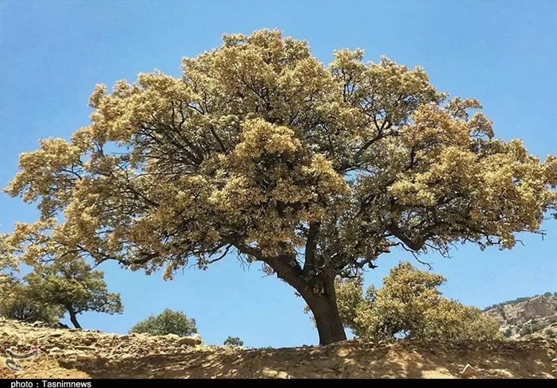 آتش سوزی جنگل ها و مراتع ,