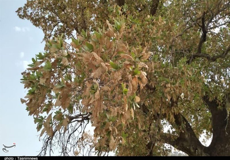 آتش سوزی جنگل ها و مراتع ,