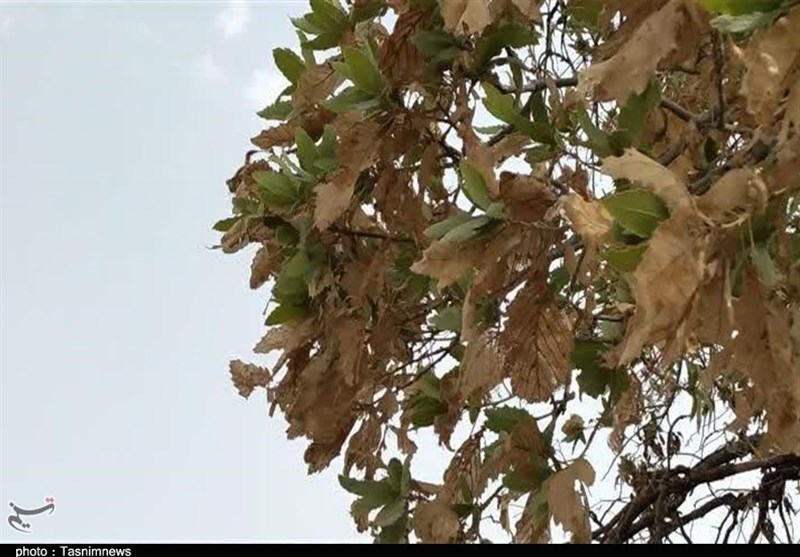 آتش سوزی جنگل ها و مراتع ,