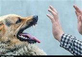 فرماندار سنندج پاسخگوی ترک فعل‌ها باشد