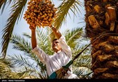خوزستان دارای 37 هزار هکتار نخیلات بارور است