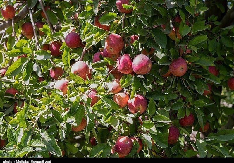 آذربایجان غربی ,