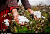 تیر خلاص مافیای واردات به تولید داخل/ارز ترجیحی تولید پنبه و نساجی را به خاک سیاه نشاند!