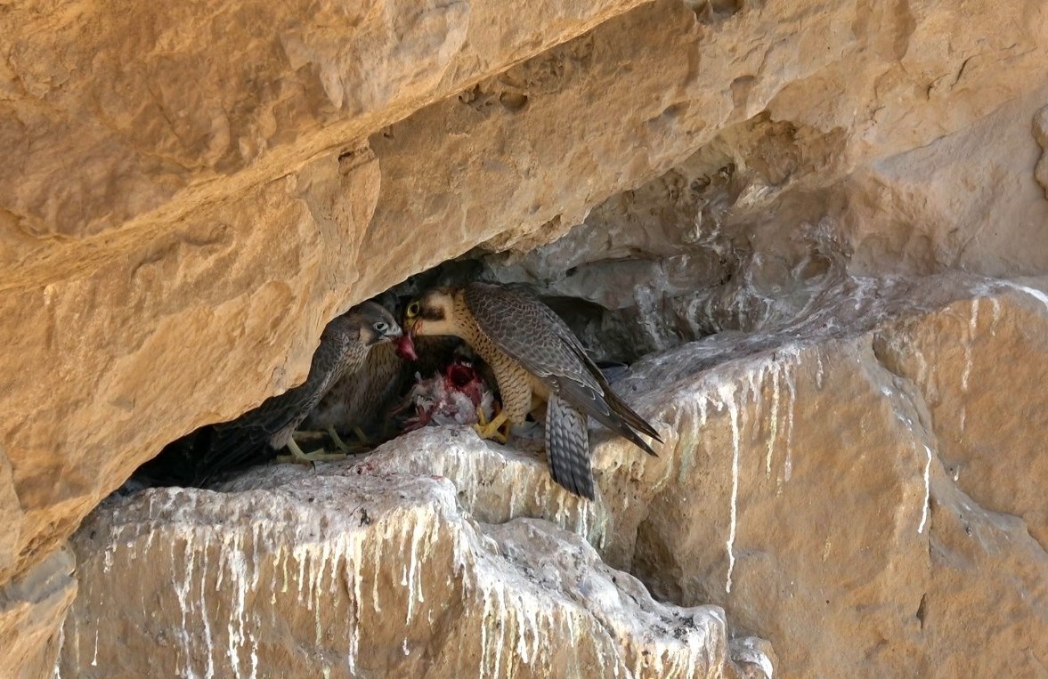 مستند , سینما , جشنواره بین‌المللی سینما حقیقت , آذربایجان غربی , استان لرستان , استان کردستان , 