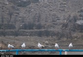 سد چم آسمان با ارتفاع 5 متر و طول 150 متر در روستای چم آسمان واقع گردید و هدف اصلی آن انتقال آب خام به تصفیه خانه و تهیه آب شرب اصفهان است.