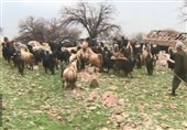 پرداخت 100 میلیارد تومان وام به عشایر استان تهران در سال گذشته