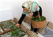 مشاغل خانگی؛ کلید ایجاد اشتغال پایدار و توانمندسازی اقتصادی