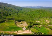 سازمان بازرسی بر اجرای طرح‌های جنگلداری نظارت می‌کند