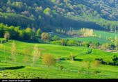 نقش غیرقابل انکار "چمنزارها" در مهار فرونشست/ تهدید چمنزارها به واسطه کشاورزی ناپایدار