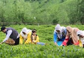 چای ایرانی از سالم‌ترین چای‌های دنیاست
