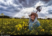 100 درصد مطالبات کلزاکاران 10 استان پرداخت شد
