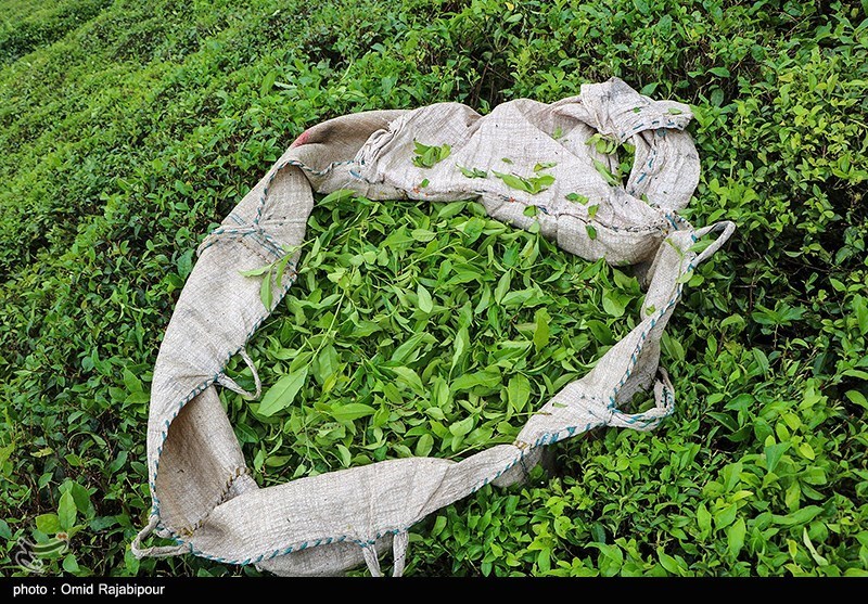 بهداشت و درمان , تغذیه سالم , 