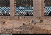 عربستان محدودیت‌های بقیع را کاهش داد