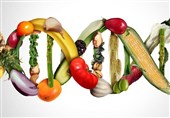 درج عبارت "تراریخته" روی محصولات GMO الزامی است