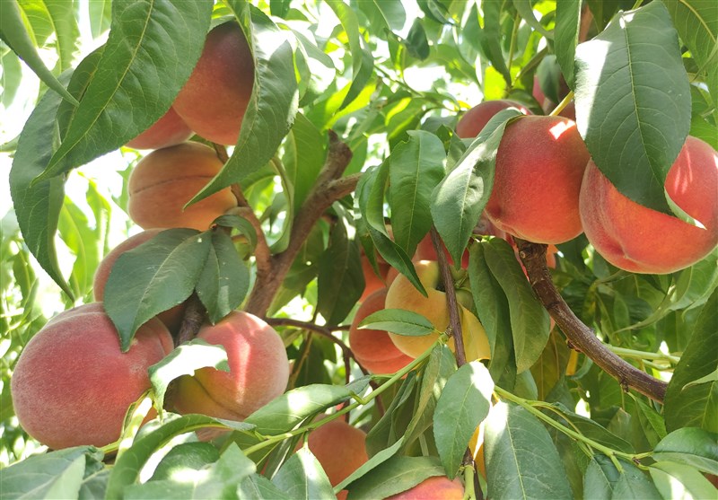 کشاورزی ,