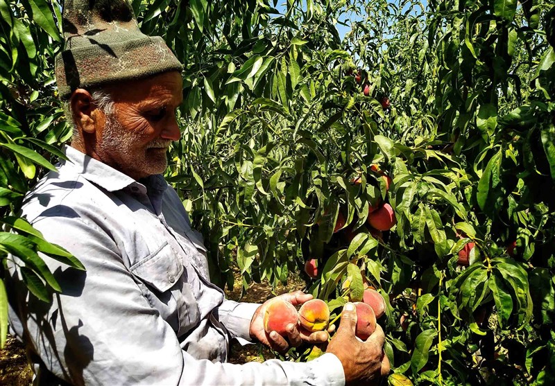 کشاورزی ,