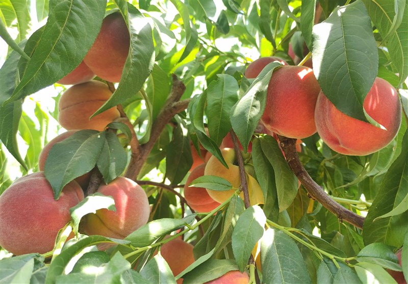 کشاورزی ,
