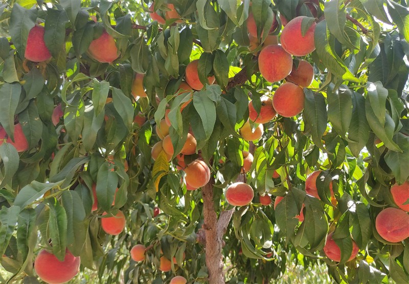 کشاورزی ,