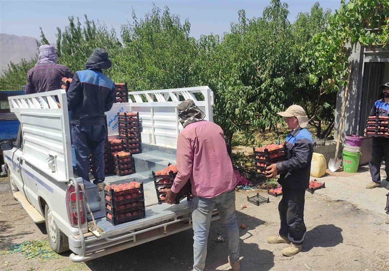 کشاورزی ,