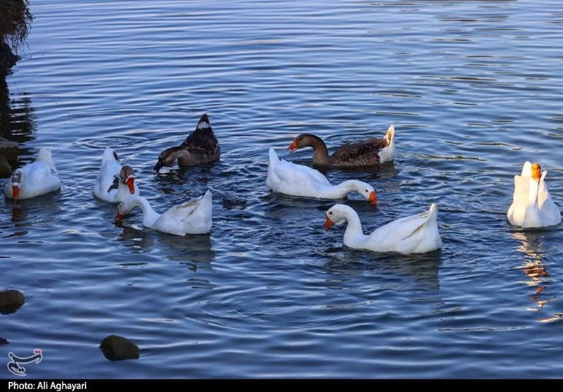 آذربایجان غربی ,